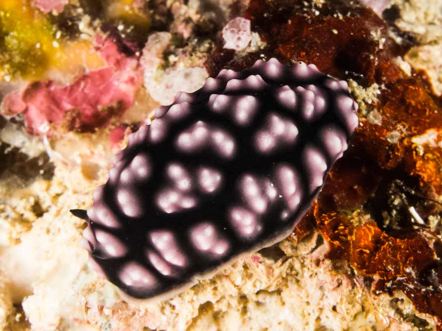 Phyllidiella pustulosa